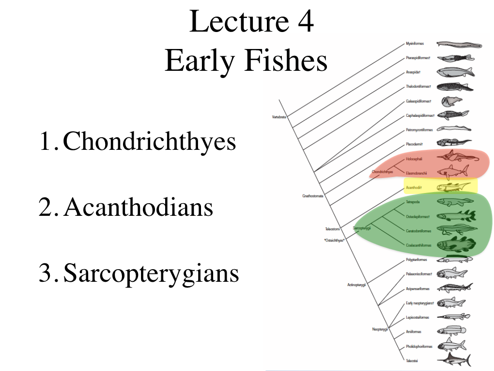 Lecture 4 Early Fishes