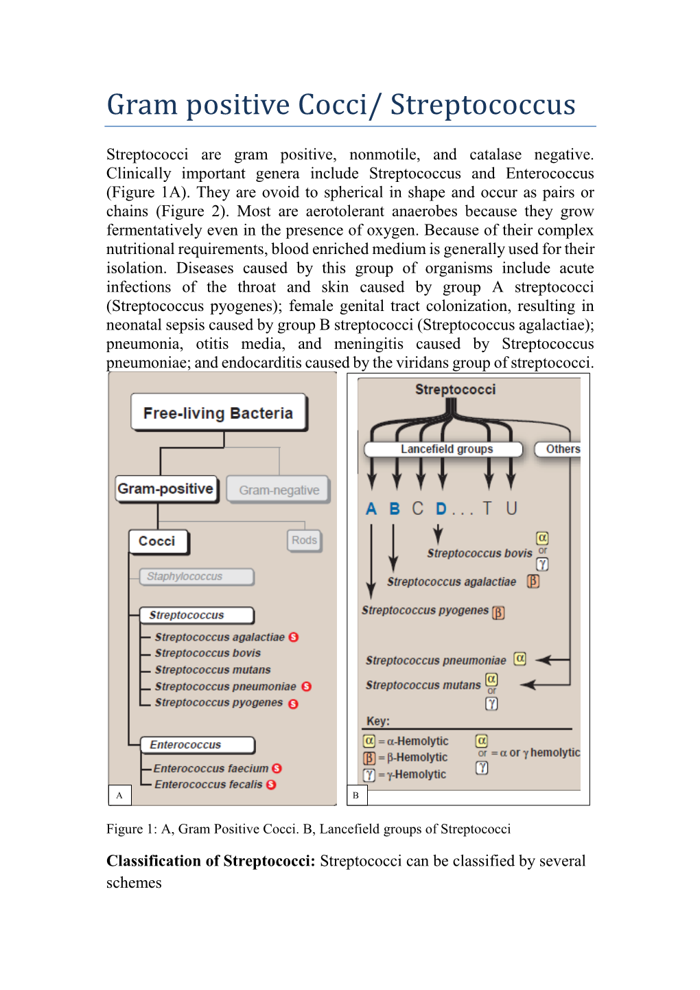 Gram Positive Cocci/ Streptococcus