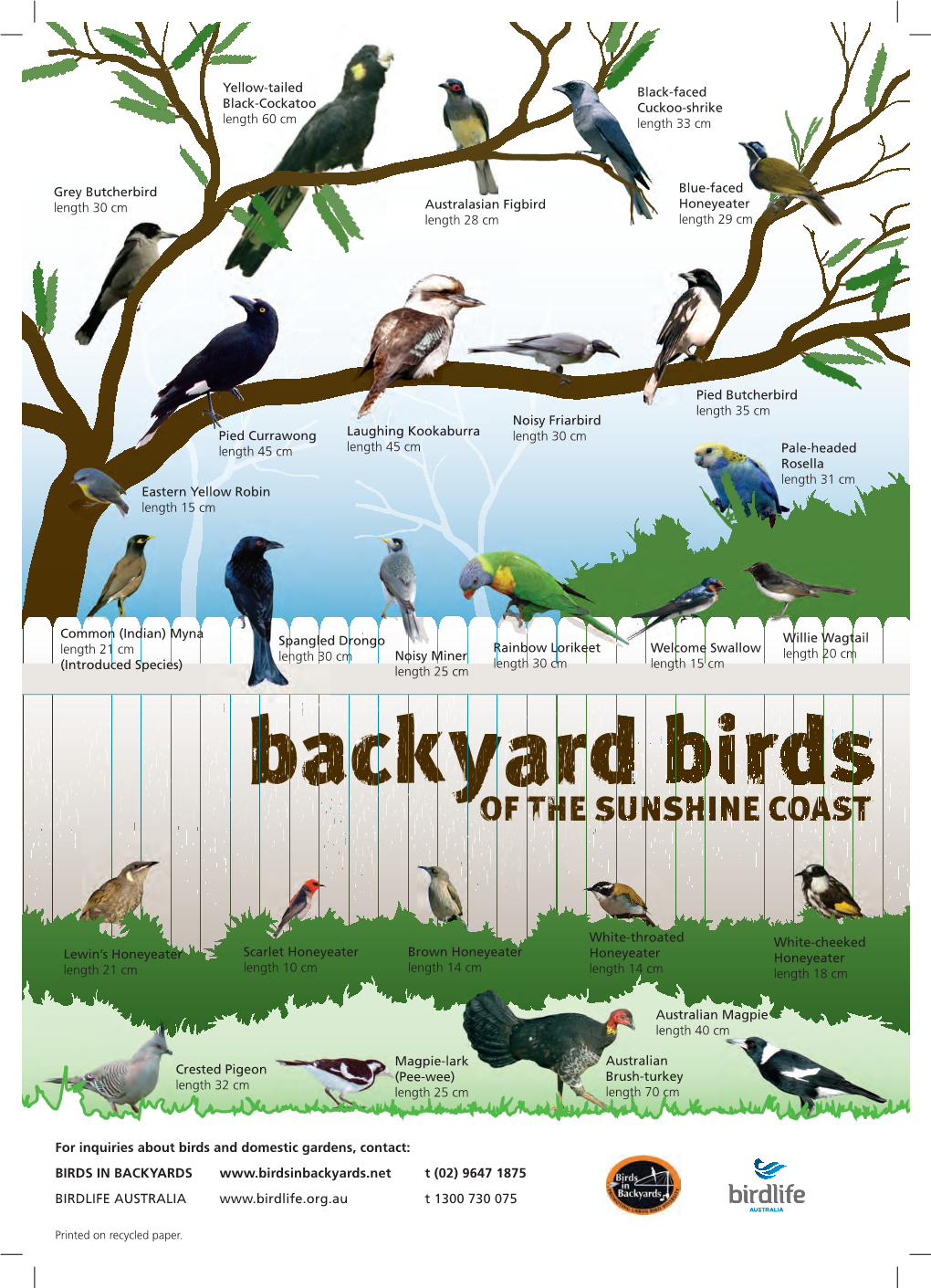 Backyard Birds of the Sunshine Coast