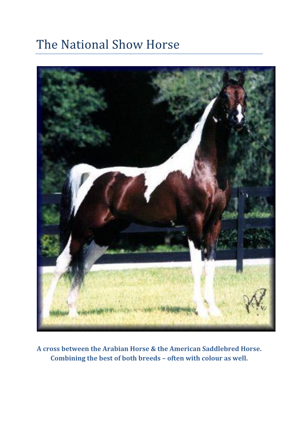 The National Show Horse.Pdf