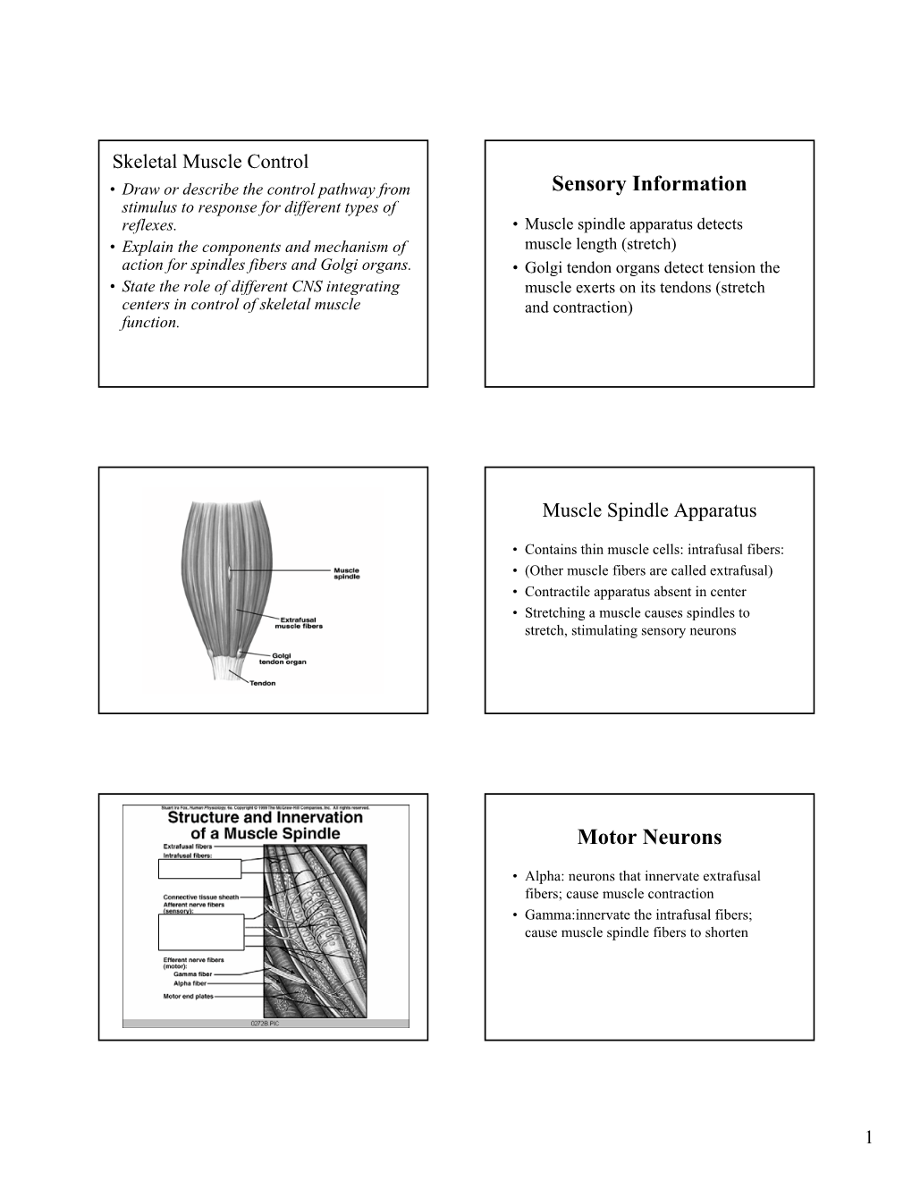 Reflexes3.Pdf