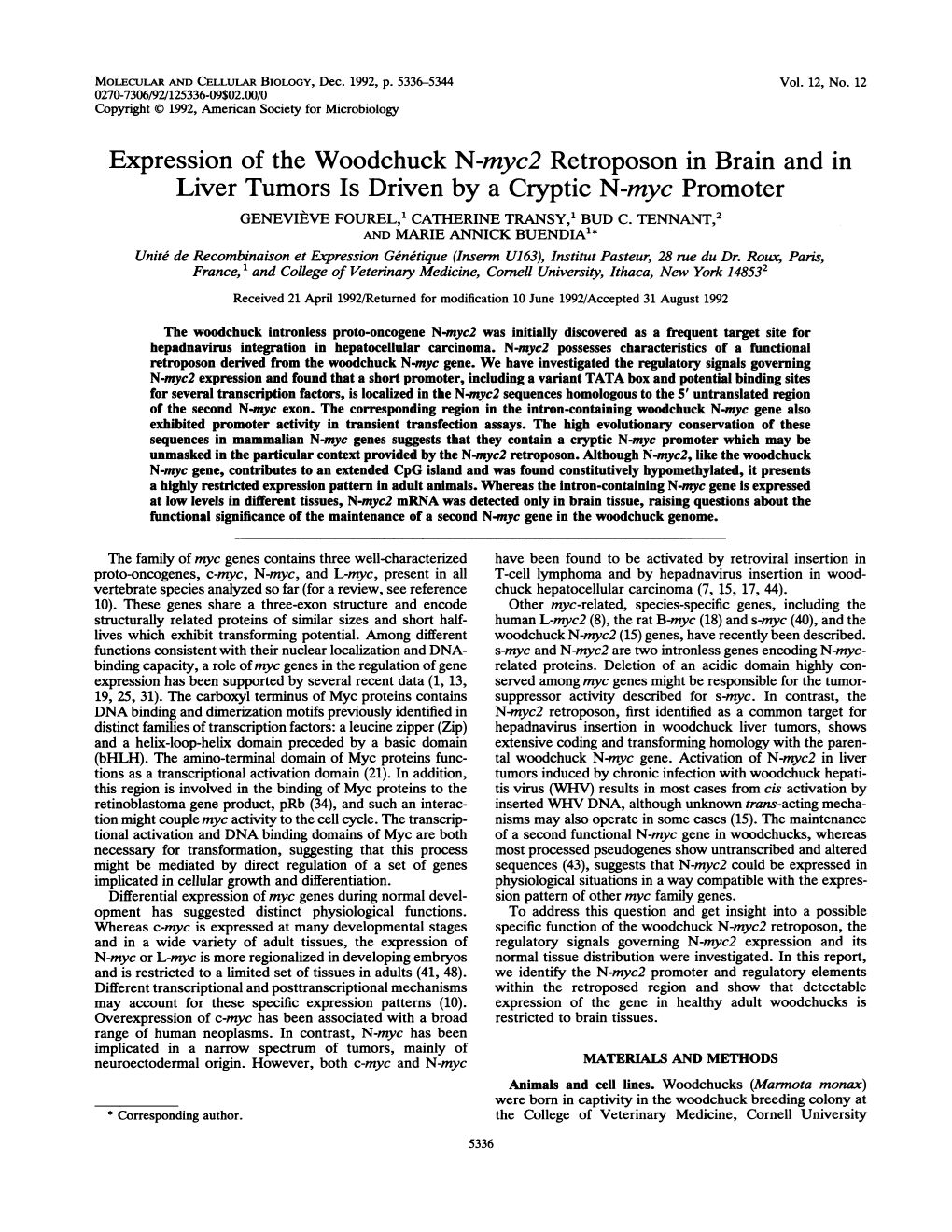 Expression of the Woodchuck N-Myc2 Retroposon in Brain and in Liver Tumors Is Driven by a Cryptic N-Myc Promoter GENEVIEVE FOUREL,1 CATHERINE TRANSY,' BUD C