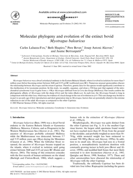 Molecular Phylogeny and Evolution of the Extinct Bovid Myotragus Balearicus