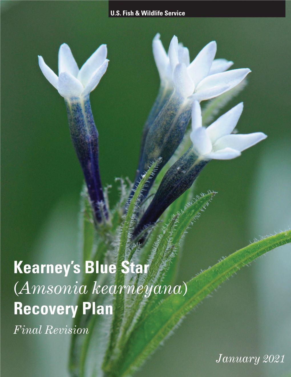 Kearney's Blue Star, Brown Canyon, Baboquivari Mountains