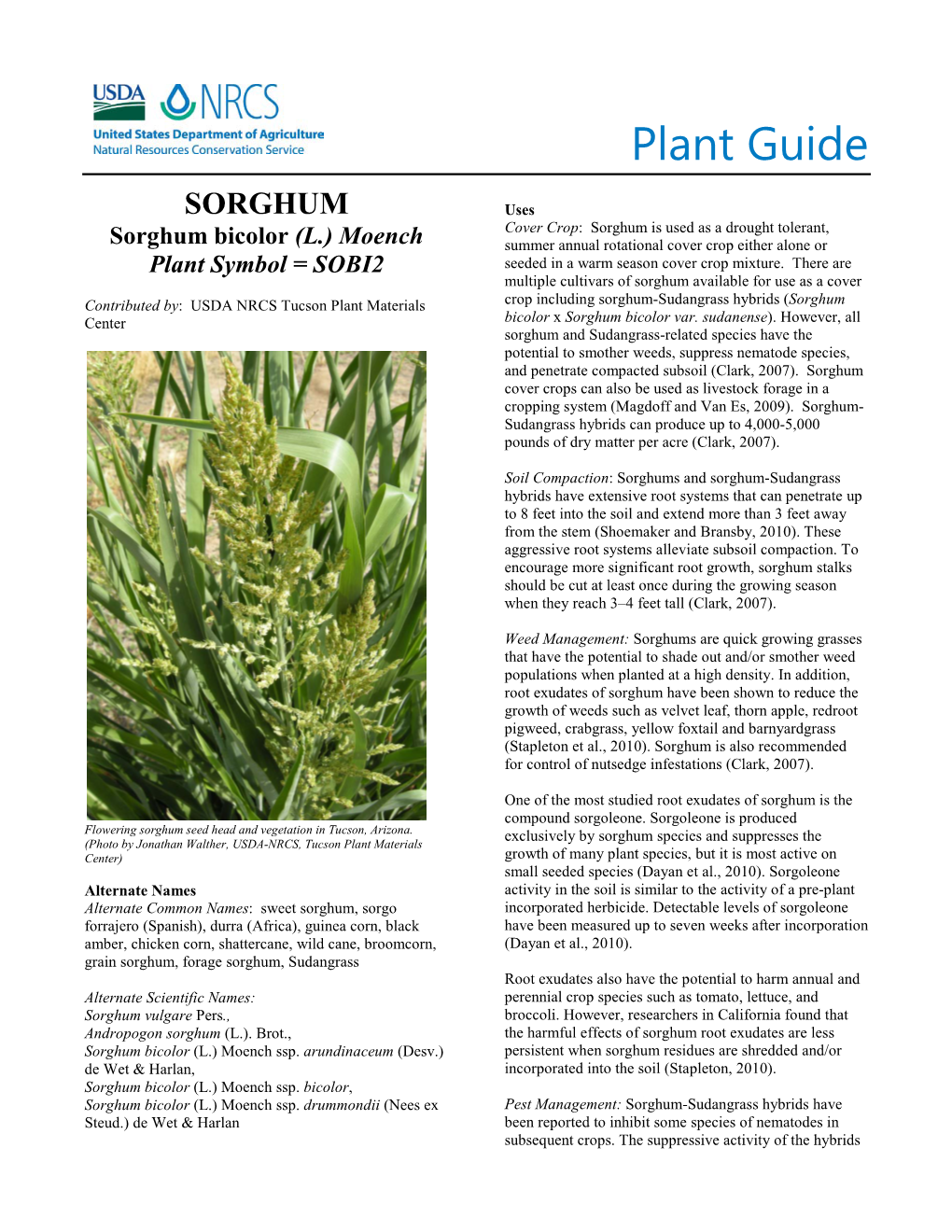 Plant Guide: Sorghum (Sorghum Bicolor)