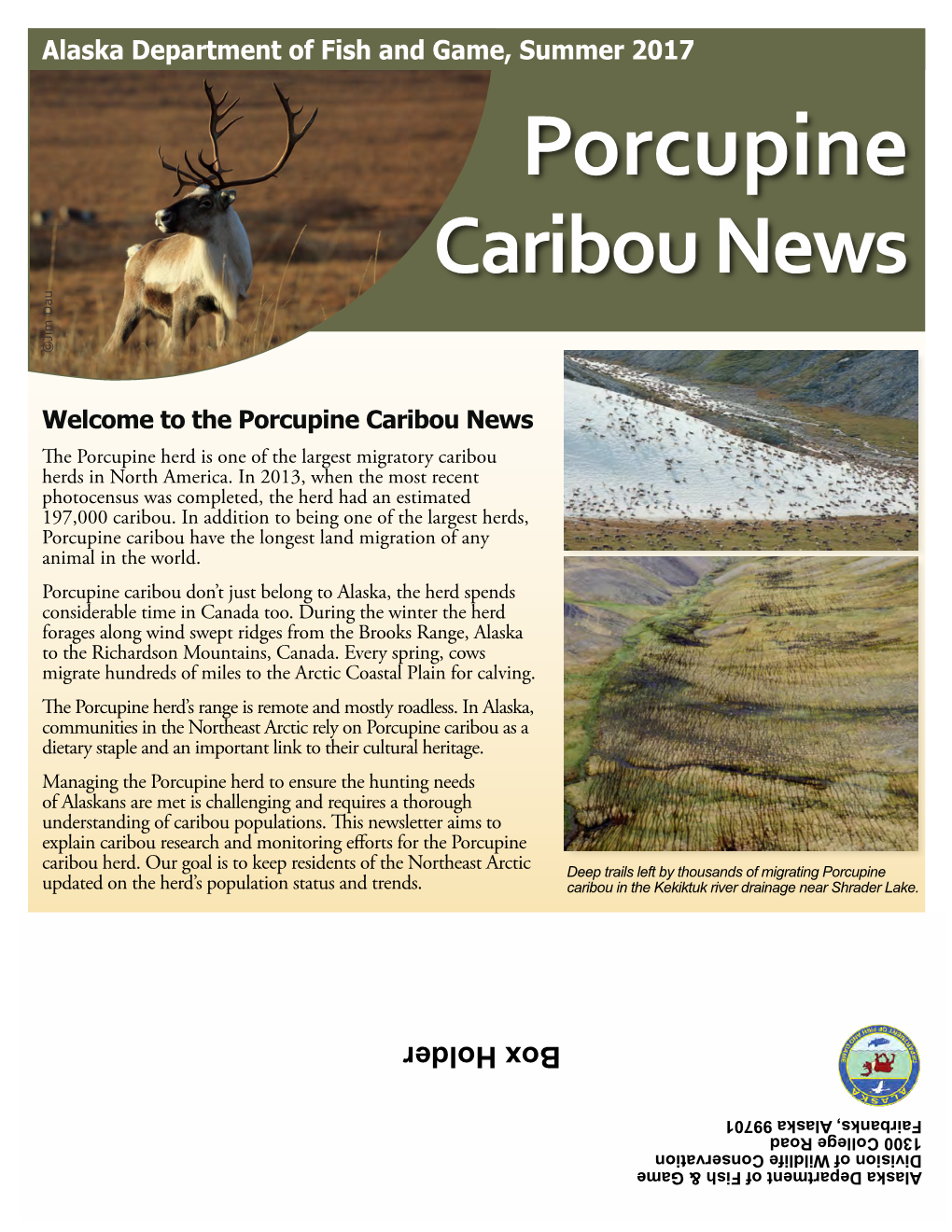 Porcupine Caribou News © Jim Dau