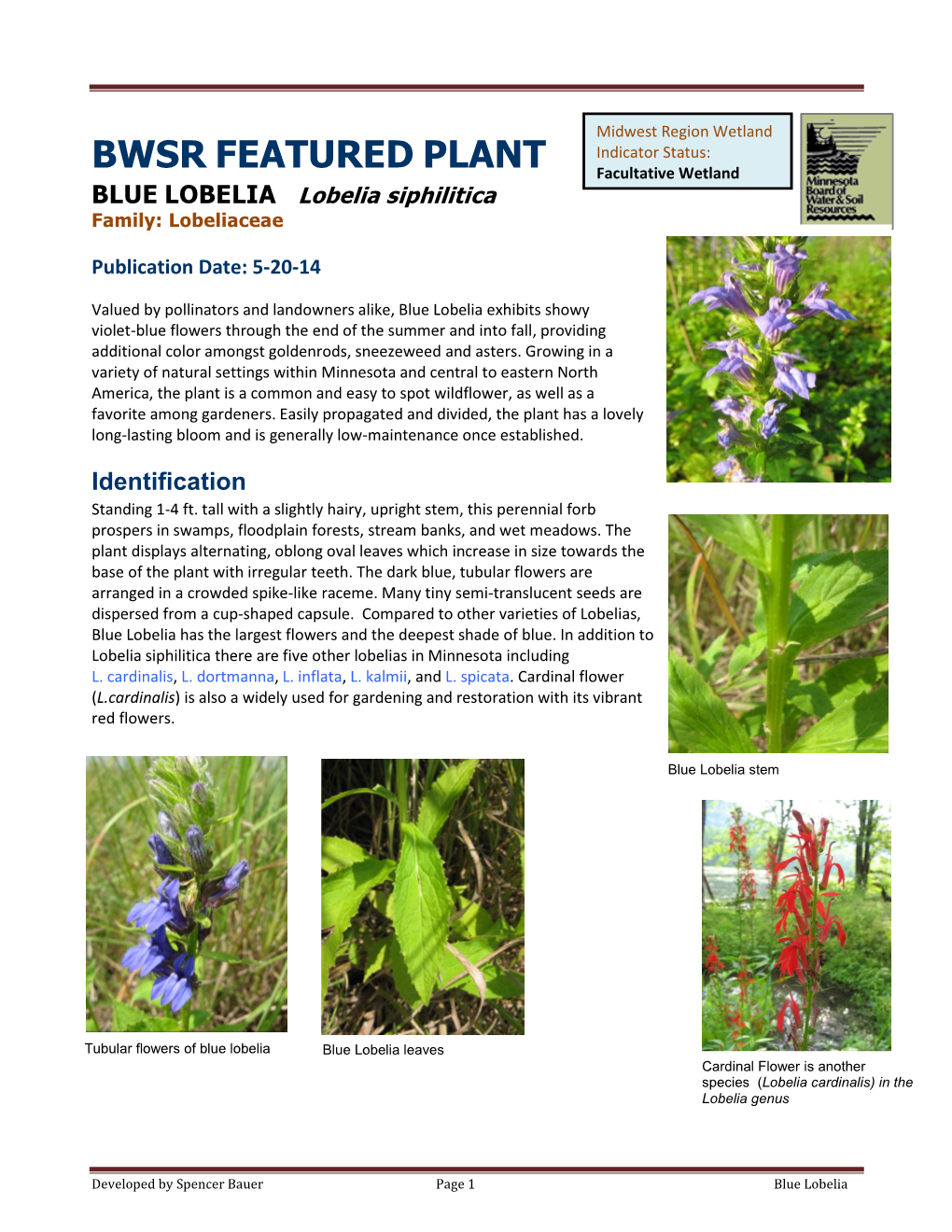 BWSR FEATURED PLANT BLUE LOBELIA Lobelia Siphilitica