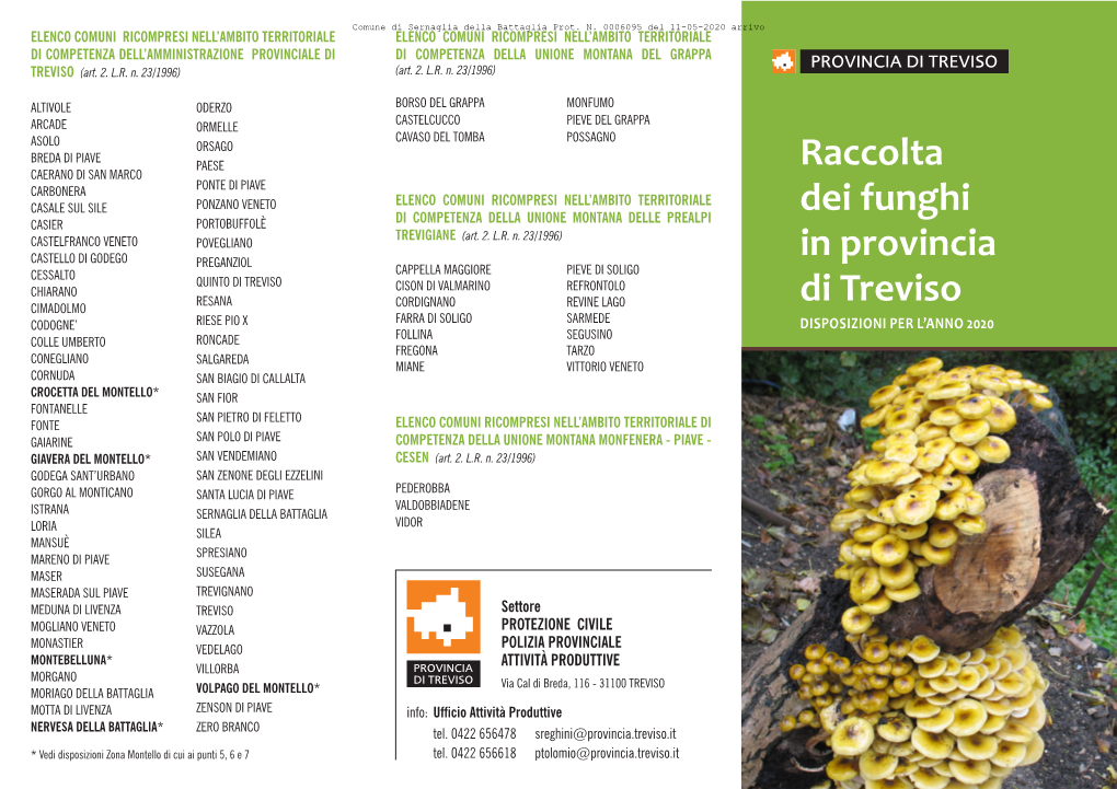 Raccolta Dei Funghi in Provincia Di Treviso
