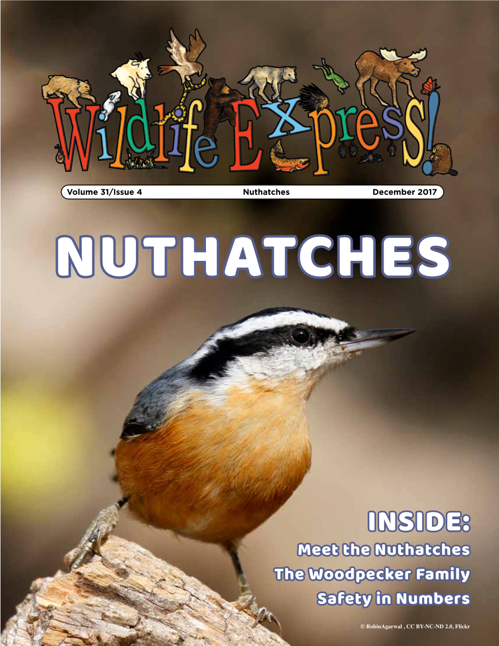 Nuthatches December 2017 NUTHATCHES