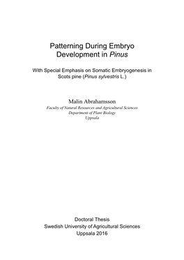 Patterning During Embryo Development in Pinus