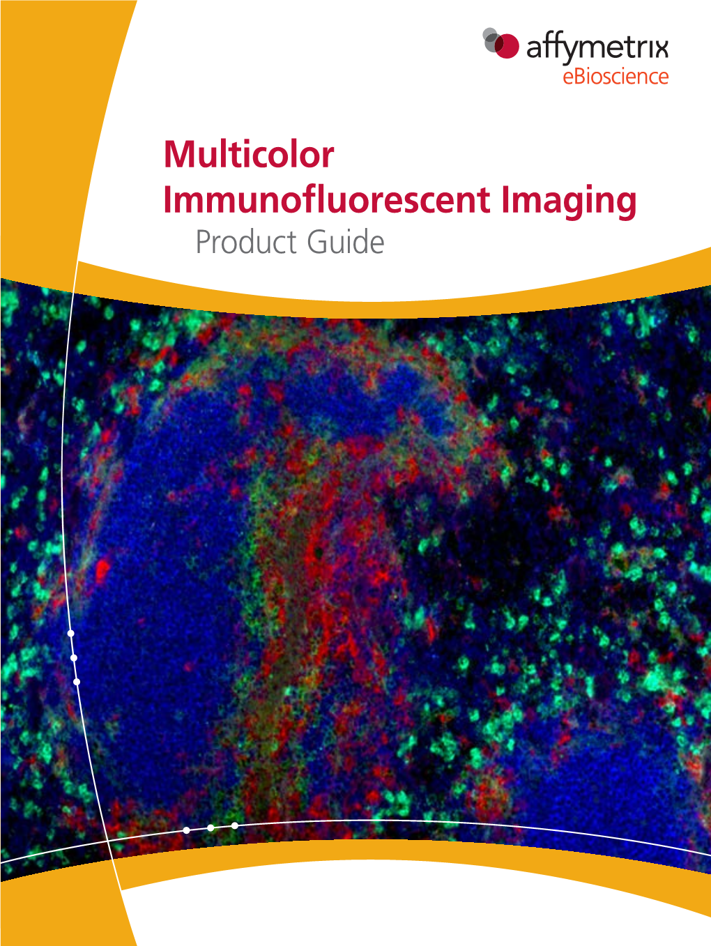 Multicolor Immunofluorescent Imaging