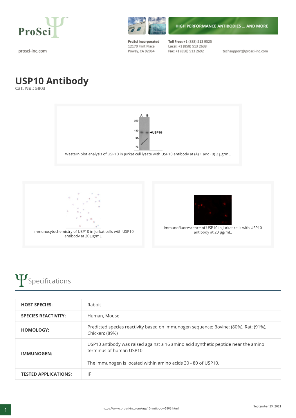 USP10 Antibody Cat