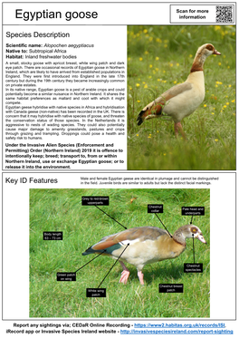 Egyptian Goose – Alopochen Aegyptiacus