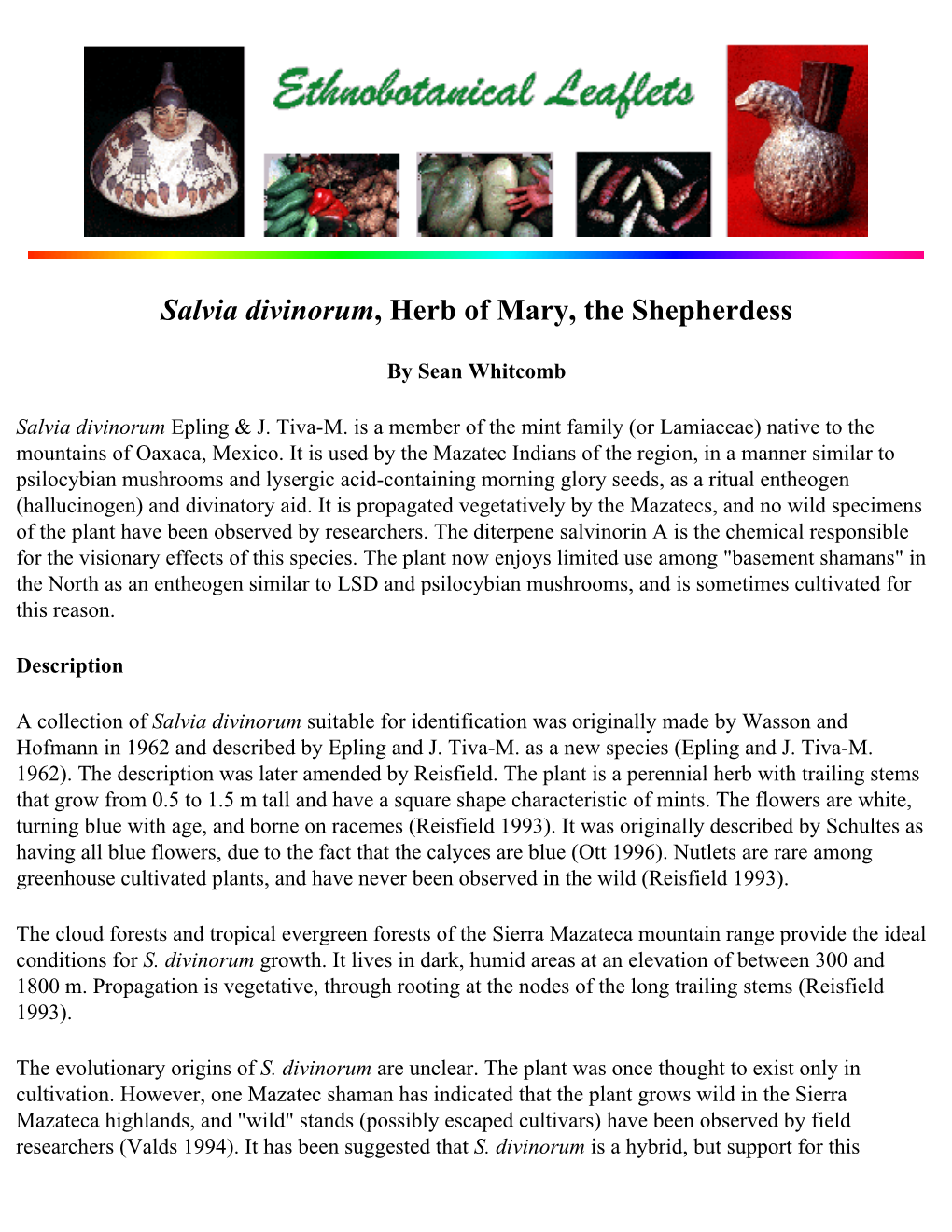 Salvia Divinorum, Herb of Mary, the Shepherdess