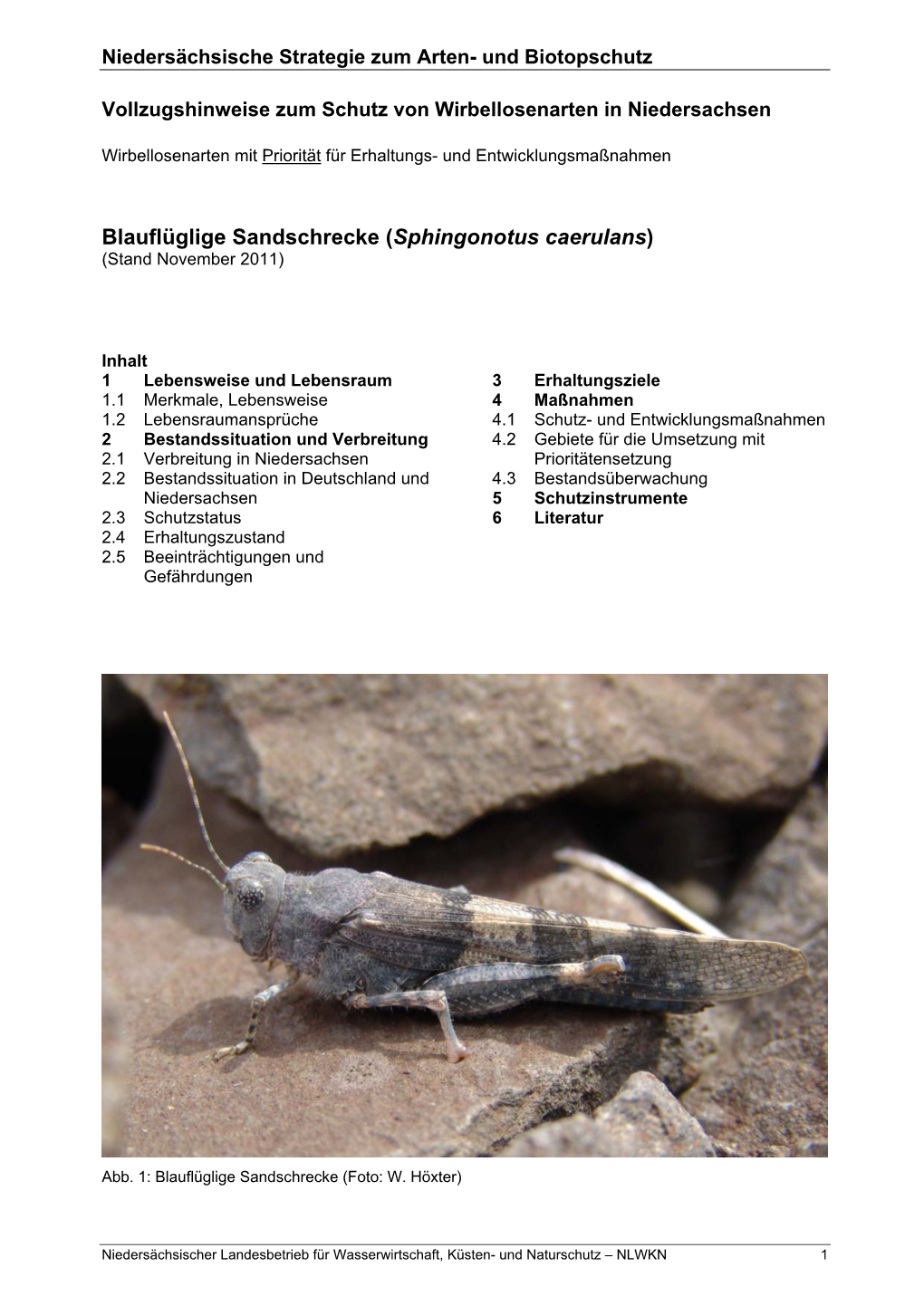 Blauflüglige Sandschrecke (Sphingonotus Caerulans) (Stand November 2011)