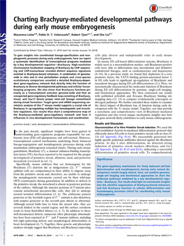 Charting Brachyury-Mediated Developmental Pathways During Early Mouse Embryogenesis