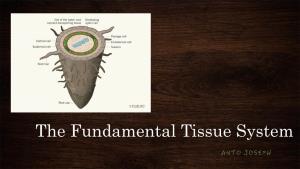 The Fundamental Tissue System