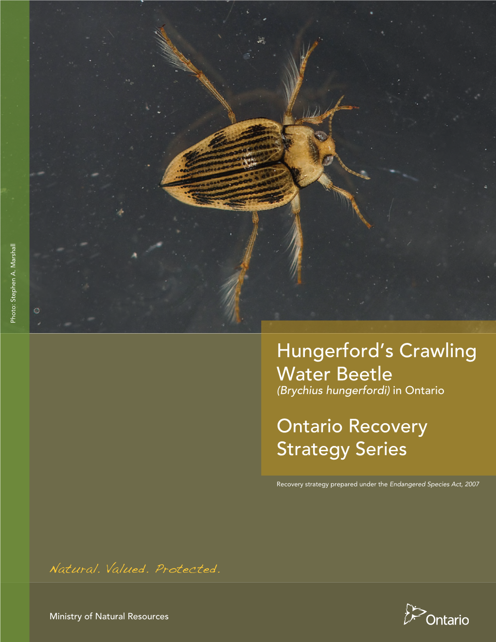 Recovery Strategy for the Hungerford's Crawling Water Beetle (Brychius Hungerfordi) in Ontario