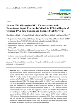 Human DNA Glycosylase NEIL1's Interactions with Downstream