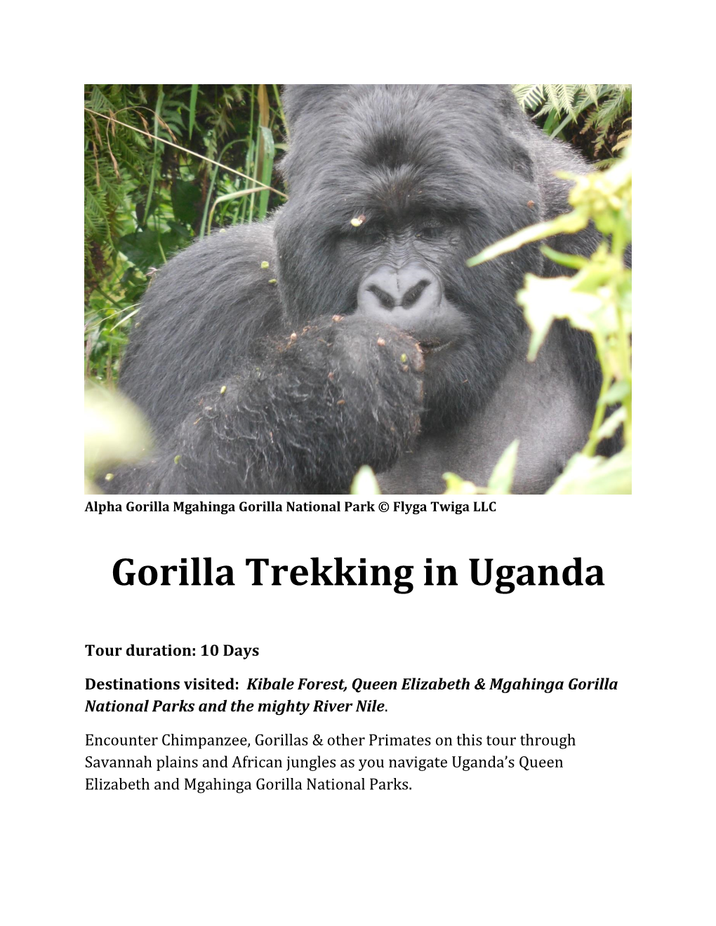 Gorilla Trekking in Uganda