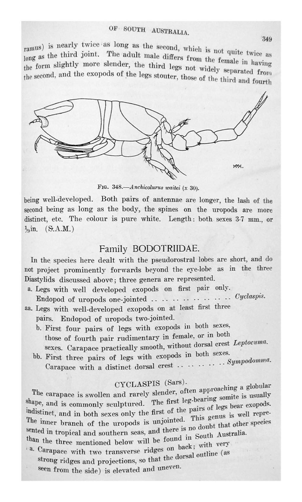 Family BODOTRIIDAE