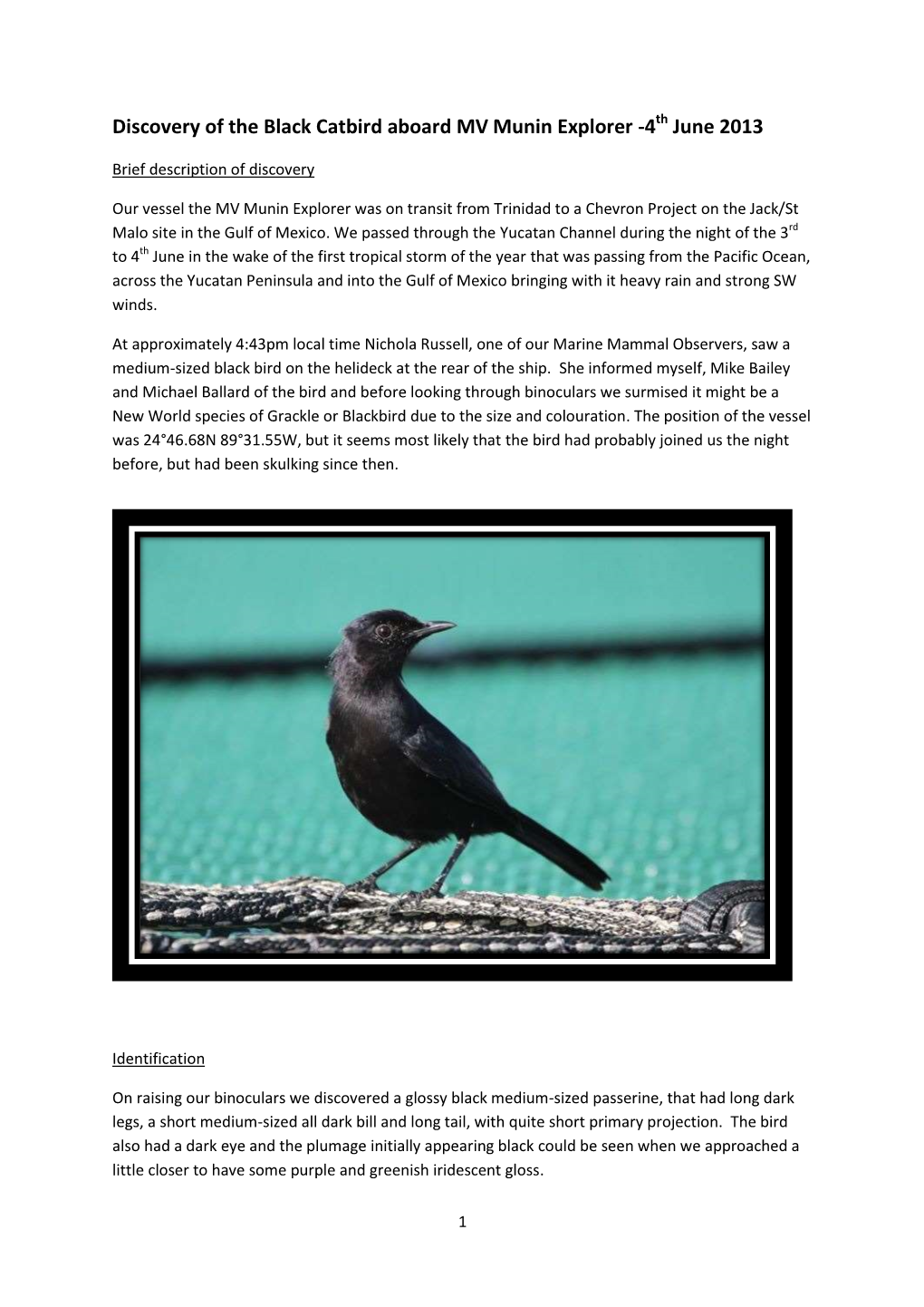 Discovery of the Black Catbird Aboard MV Munin Explorer -4 June 2013