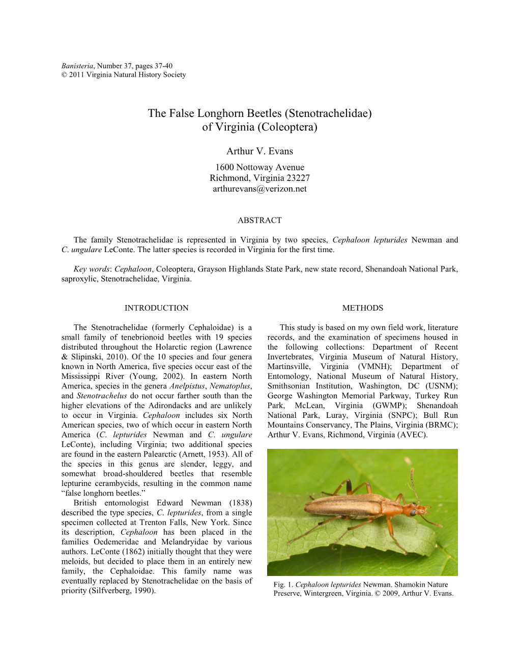 The False Longhorn Beetles (Stenotrachelidae) of Virginia (Coleoptera)