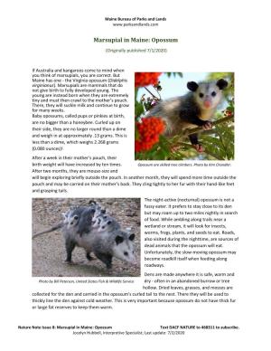 Marsupial in Maine: Opossum