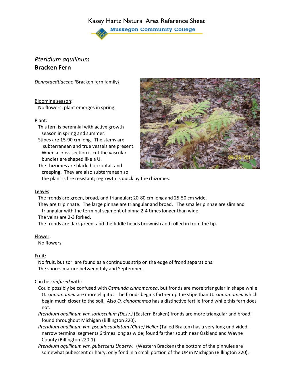 Kasey Hartz Natural Area Reference Sheet Pteridium Aquilinum Bracken