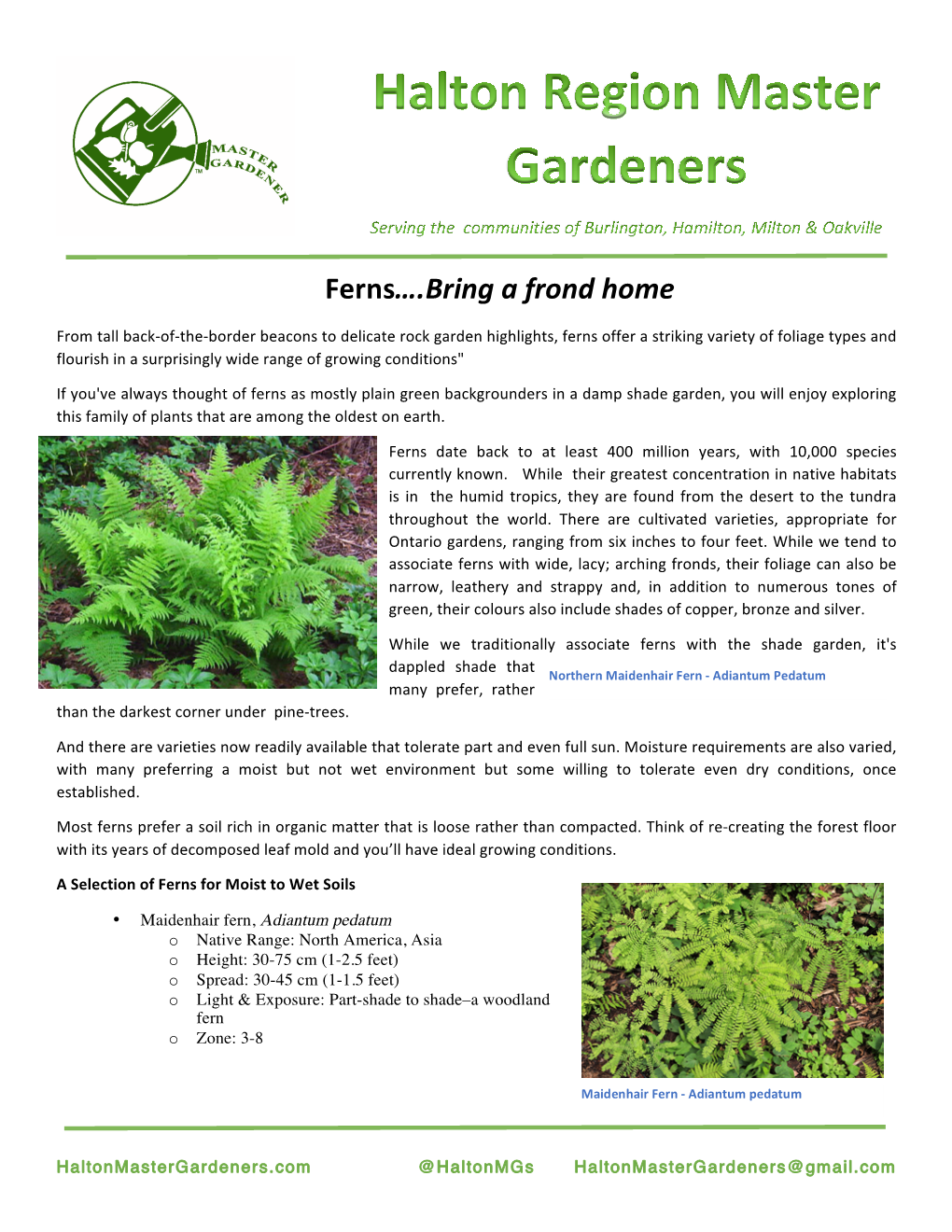 Ferns….Bring a Frond Home