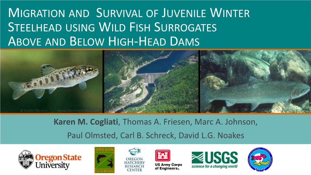 Migration and Survival of Juvenile Winter Steelhead Using Wild Fish Surrogates Above and Below High-Head Dams