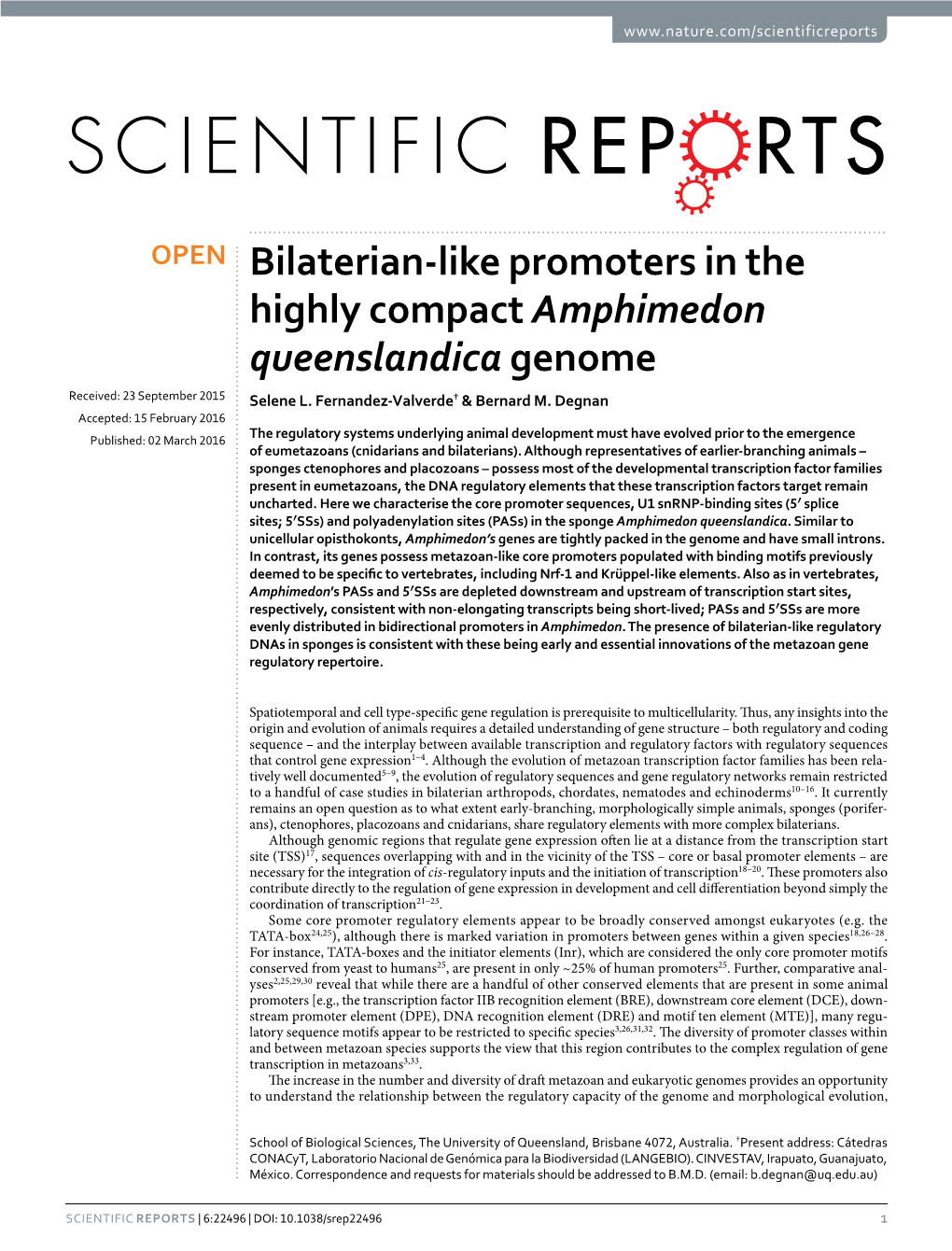 Bilaterian-Like Promoters in the Highly Compact Amphimedon Queenslandica Genome Received: 23 September 2015 Selene L