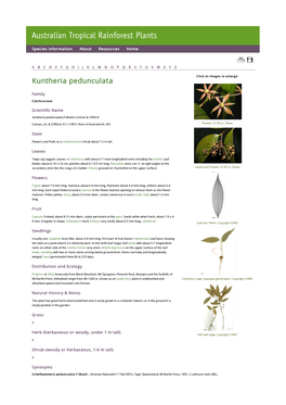 Kuntheria Pedunculata Click on Images to Enlarge