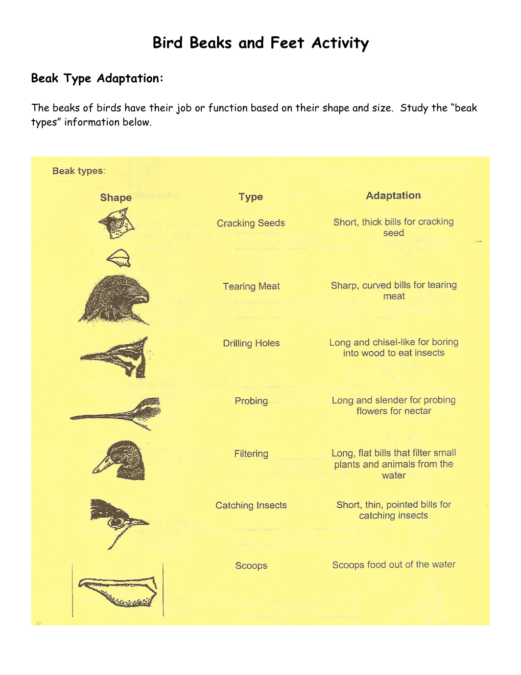 Bird Beaks and Feet Activity