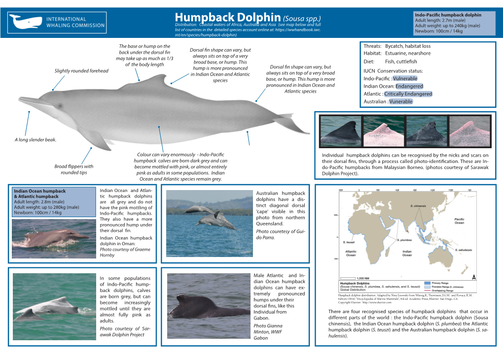 Humpback Dolphin