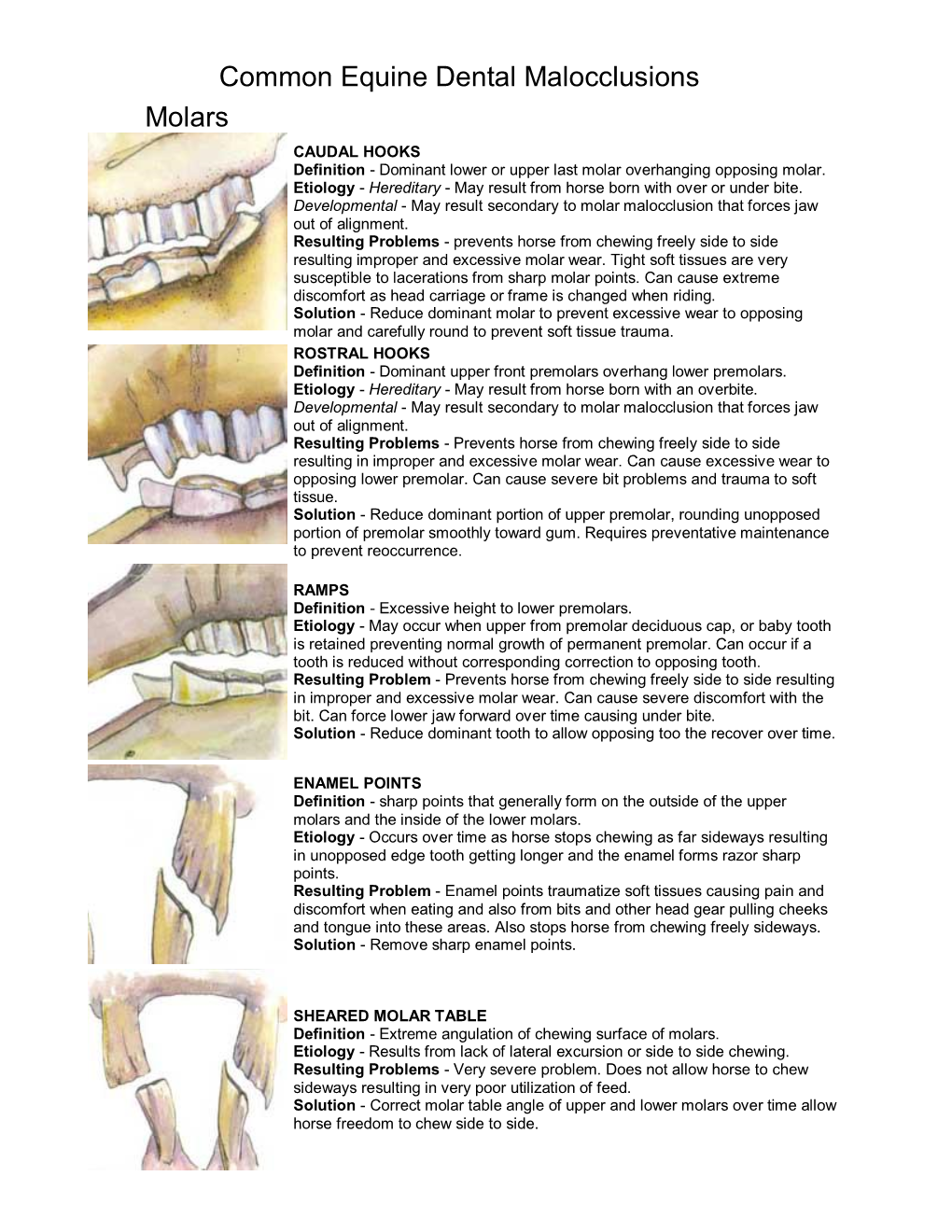 Common Equine Dental Malocclusions Molars