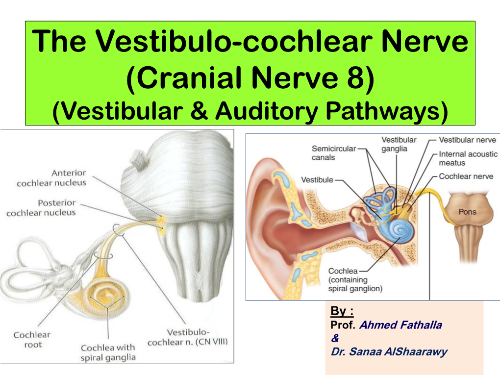 The Vestibulo-Cochlear Nerve (Cranial Nerve 8) (Vestibular & Auditory Pathways)