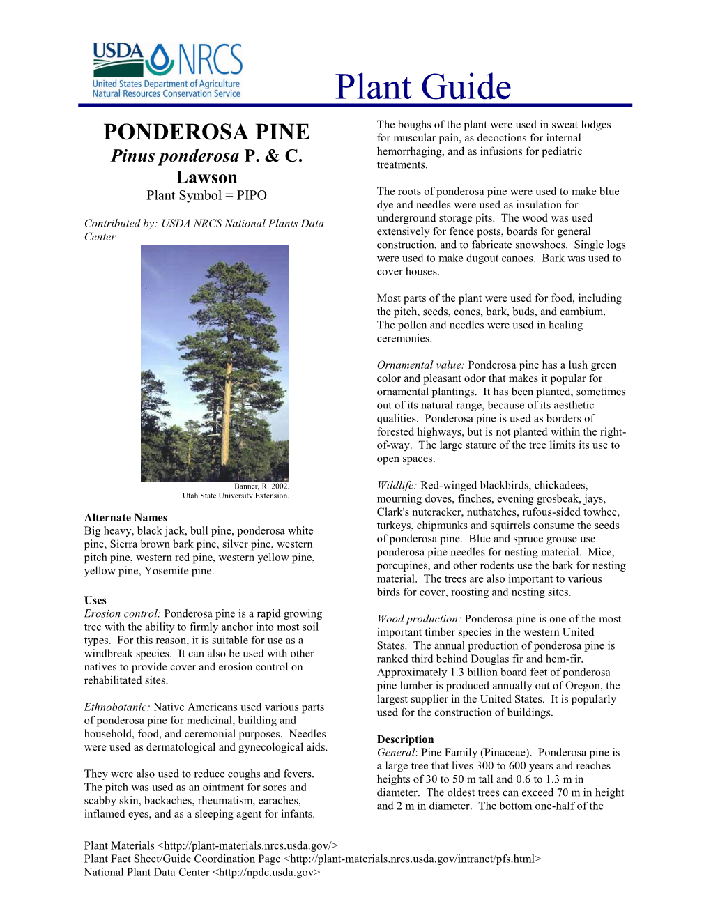 PONDEROSA PINE for Muscular Pain, As Decoctions for Internal Hemorrhaging, and As Infusions for Pediatric Pinus Ponderosa P