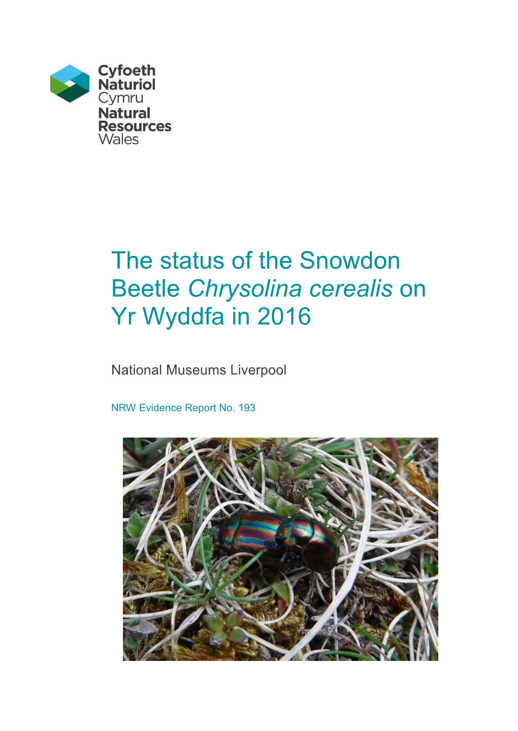 The Status of the Snowdon Beetle Chrysolina Cerealis on Yr Wyddfa in 2016