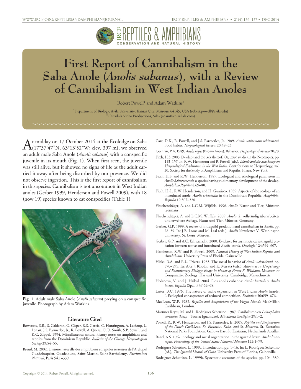 First Report of Cannibalism in the Saba Anole