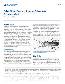 False Blister Beetles, (Insecta: Coleoptera: Oedemeridae)1 Ross H