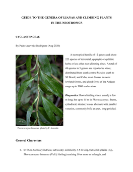 Lianas and Climbing Plants of the Neotropics: Cyclanthaceae