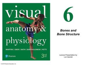 Bones and Bone Structure