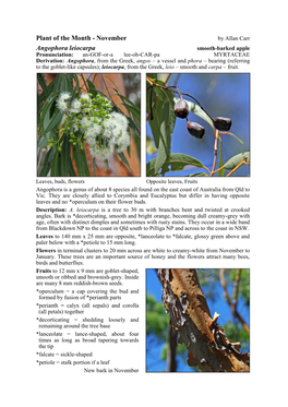 Angophora Leiocarpa