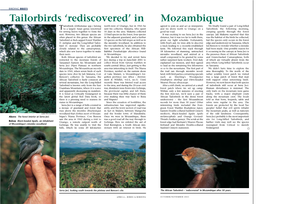 Tailorbirds 'Rediscovered' in Mozambique