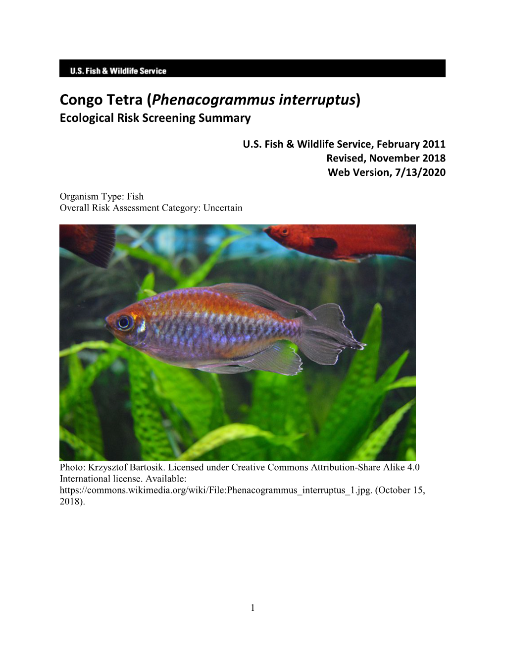 Congo Tetra (Phenacogrammus Interruptus) Ecological Risk Screening Summary