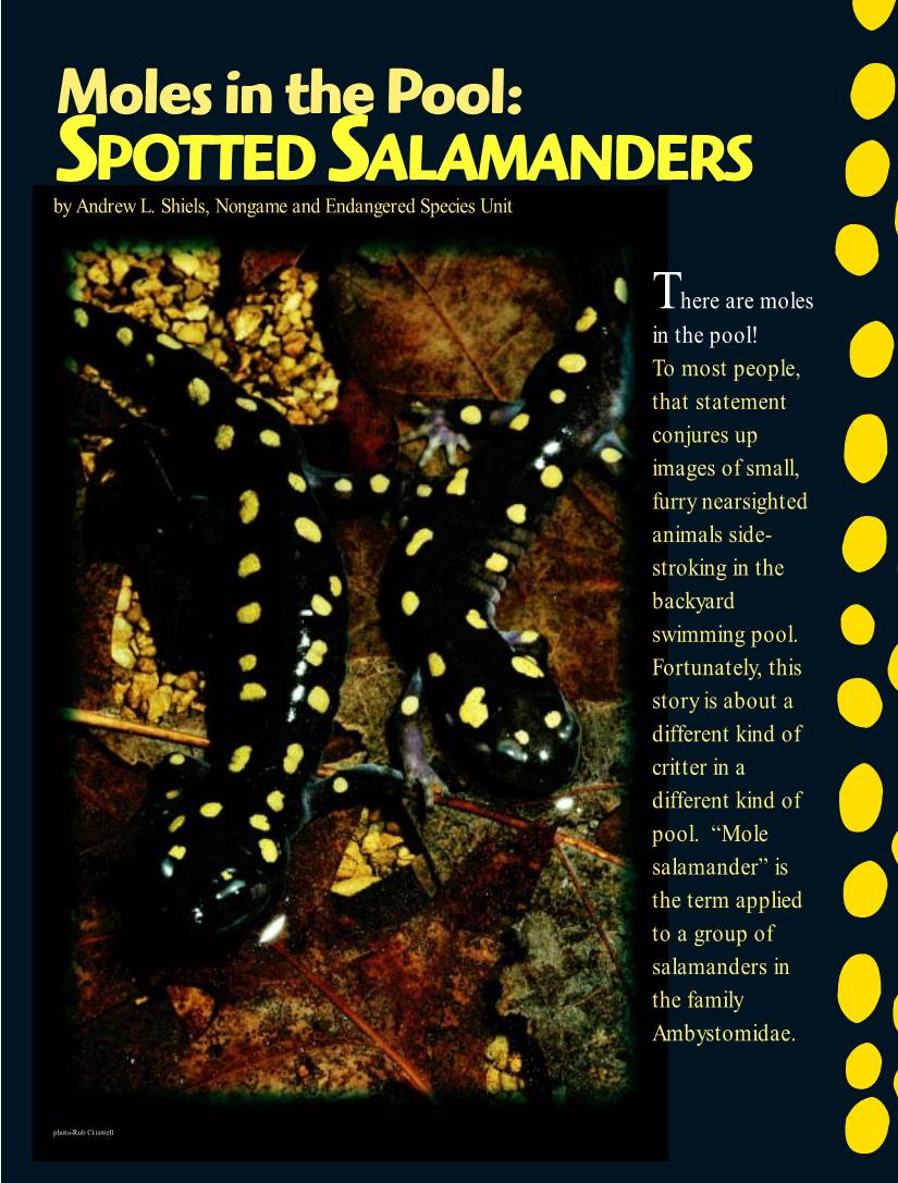 Moles in the Pool: SPOTTED SALAMANDERS by Andrew L