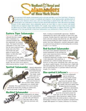 Woodland and Vernal Pool Salamanders of NY Part 2- Conservationist Centerfold