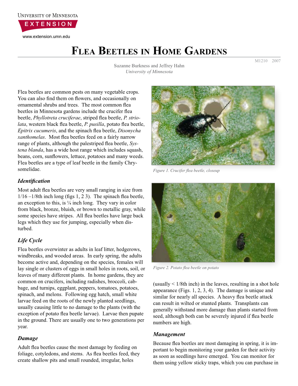 Flea Beetles in Home Gardens 2