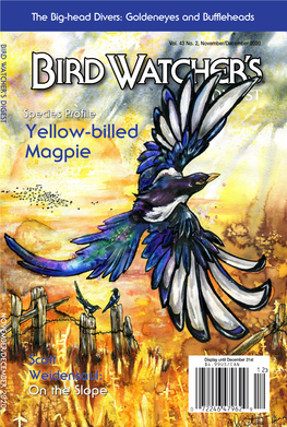 Yellow-Billed Magpie NOVEMBER/DECEMBER 2020
